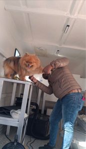 Pet grooming