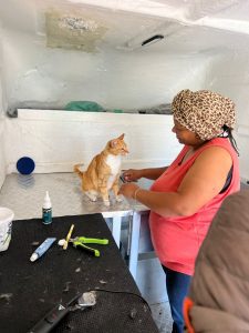 Cat grooming